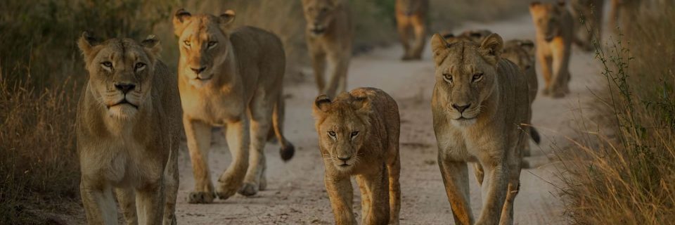 Adventurous Safaris
Become a Real-Life Explorer!